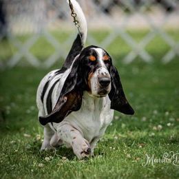 Maury - Basset Hound
