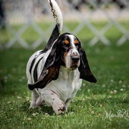 Maury - Basset Hound
