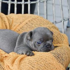 French Bulldog Puppies from GBPGENETICS