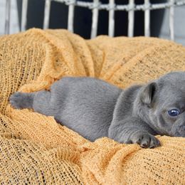 French Bulldog Puppies from GBPGENETICS