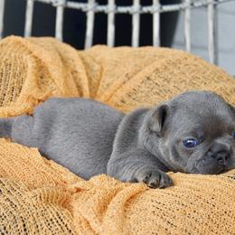 French Bulldog Puppies from GBPGENETICS
