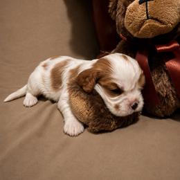 Ruby - Blenheim female Cavalier King Charles Spaniel puppy in Conway, Missouri from The Wright Snuggle