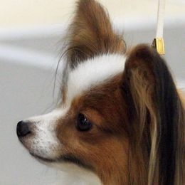 Papillons from Hallmark Papillons