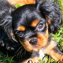 Ziggy - Cavalier King Charles Spaniel