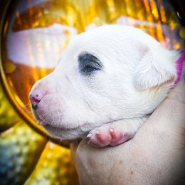 Ceto- Girl 3, pirate - White female Dogo Argentino puppy in San Diego, California from Debonair Dogos
