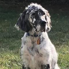 English Setters from Whisky Ridge English Setter
