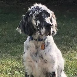 English Setters from Whisky Ridge English Setter