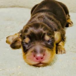 Dachshund Puppies from Meldox