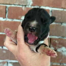 Agouti boy - Agouti and white male Siberian Husky puppy in London, Ohio from Rose Trail Siberian’s