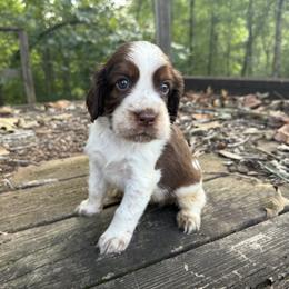 Colt - Liver white and roan male English Springer Spaniel puppy in Comer, Georgia from Stratton Spaniels