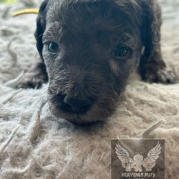 Skittles - Merle female Goldendoodle puppy in Duluth, Minnesota from heavenly Pups kennel