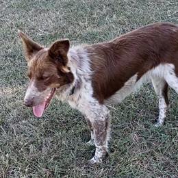 Mocha - Border Collie