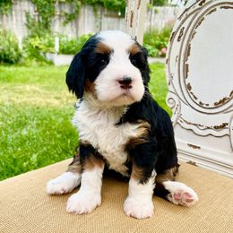 Ocean - Tri-color female Bernedoodle puppy in Mapleton, Utah from Natural Doodle Life