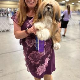 Love - Lhasa Apso