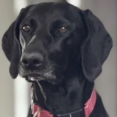 Sadie Bug - German Shorthaired Pointer