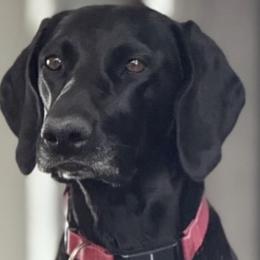 Sadie Bug - German Shorthaired Pointer