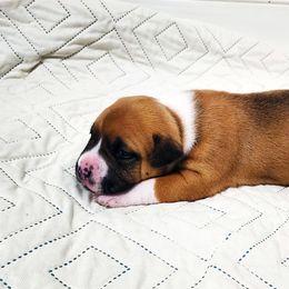 American Staffordshire Terrier Puppies from MDYC Amstaffs