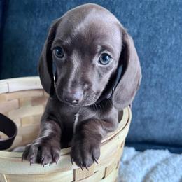 Brulee - Chocolate female Dachshund puppy in Ocala, Florida from Weenie Boops