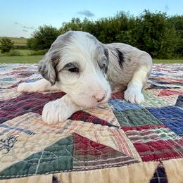 Fleece Lightning - Blue merle and white male Sheepadoodle puppy in Adams, Nebraska from Boxcar Doodles and Poodles