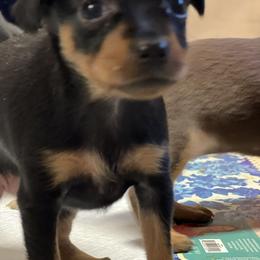 Prague Ratter Puppies from North Star Gem’s Prague Ratters