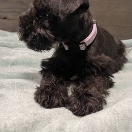 Miniature Schnauzer Puppies from Southern Charm Miniature Schnauzers