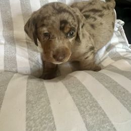 August 'Auggie' - Dapple male Dachshund puppy in Senoia, Georgia from Honey Creek Doxies