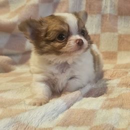 Smores - Chocolate and white male Chihuahua puppy in Joliet, Illinois from Chihuahua and frenchie favs