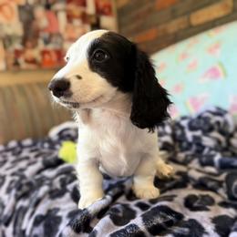 Woody - Piebald male Dachshund puppy in Pocasset, Massachusetts from Dachs of the Bay