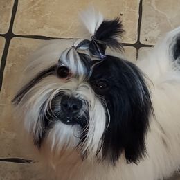 Havanese from Shape Of My Heart Havanese
