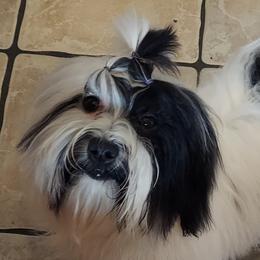 Havanese from Shape Of My Heart Havanese