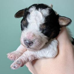 Edward - Parti male Poodle puppy in Salem Township, Maine from Moirae Poodles