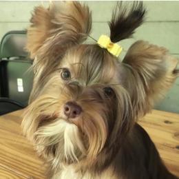 Jazz - Yorkshire Terrier