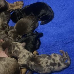 Dachshunds from Royal T minature dachshund