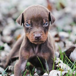 Zombie - Black and rust male Doberman Pinscher puppy in Winchester, Ohio from 32 Farms