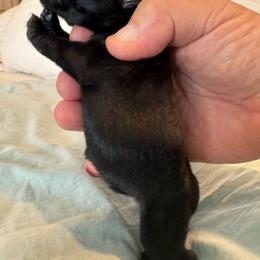 Boy 2 - Black male Miniature Schnauzer puppy in Miami, Florida from AKC Puppies 2 Love