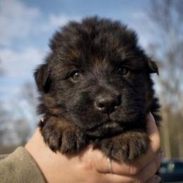Alder - Black and red male German Shepherd puppy in Lexington, Virginia from Stahlhaus ( Previously Buffelbach Farmstead Shepherds)