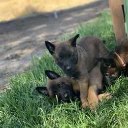 Belgian Malinois Puppies from Tehachapi Malinois
