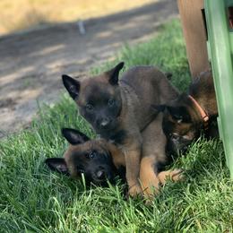 Belgian Malinois Puppies from Tehachapi Malinois
