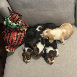 Girl 1 - Black white and tan female Basset Hound puppy in Gerber, California from In The Zone Dog Training and Breeding