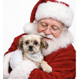 Jolli-spayed - Sable female Assorted Doodle Crosses puppy in Kentucky from Em&M Pomeranians