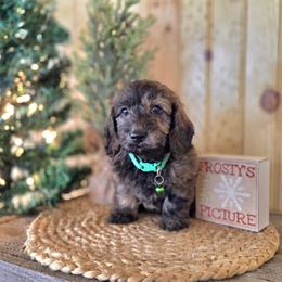 F1B Meet Blizzard :) - Sable male Cavapoo puppy in Centerville, Iowa from Barnyard Dachshunds, Dals & Doodles
