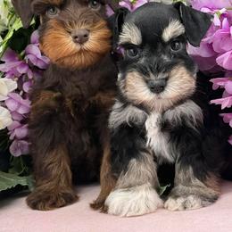 Kikyo - Black and silver female Miniature Schnauzer puppy in Phoenix, Arizona from Sabrina's Miniature Schnauzers