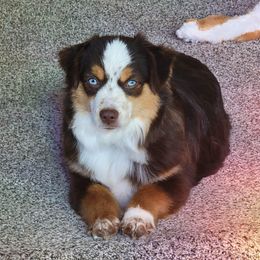 Summer - Toy Australian Shepherd