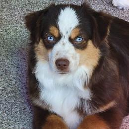 Summer - Toy Australian Shepherd