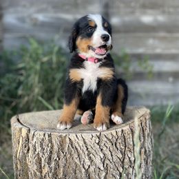 Bernedoodle and Bernese Mountain Dog Puppies from Bernese By Barzees