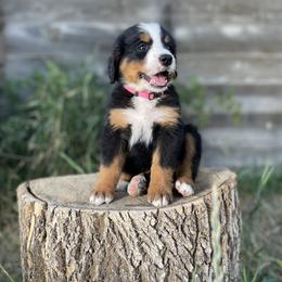 Bernedoodle and Bernese Mountain Dog Puppies from Bernese By Barzees