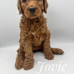 Goldendoodle Puppies from Rustic Road Doodles