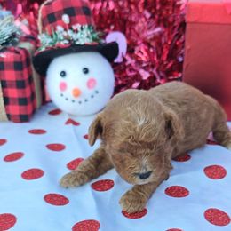 Lovebug - Red male Cavapoo puppy in Dallas, Texas from Halo's Heroes Doodles
