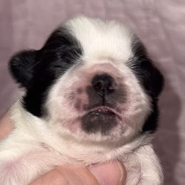 Susie - White female Pekingese puppy in Leachville, Arkansas from Amy's Pekingese