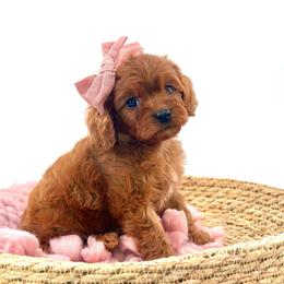 Daisy - Red female Cavapoo puppy in Melissa, Texas from Southern Love Cavapoos & Maltipoos